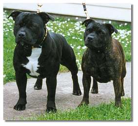 Mo's Sire and Dam